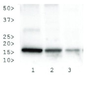 H3K27me3S28p | Histone H3 (trimethylated Lys27, p Ser28) in the group Antibodies Plant/Algal  / DNA/RNA/Cell Cycle / Plant Epigenetics/DNA methylation at Agrisera AB (Antibodies for research) (AS16 3184)